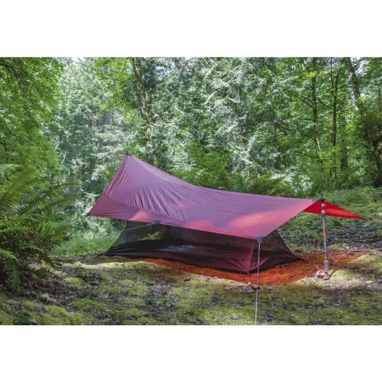 Tarp 5